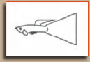 Fan Tail